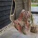 image 3 of Tropical Flamingo (Blanket)