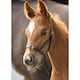 image 2 of Blenheim Leather Foal Slip Headpiece - Havana - Foal