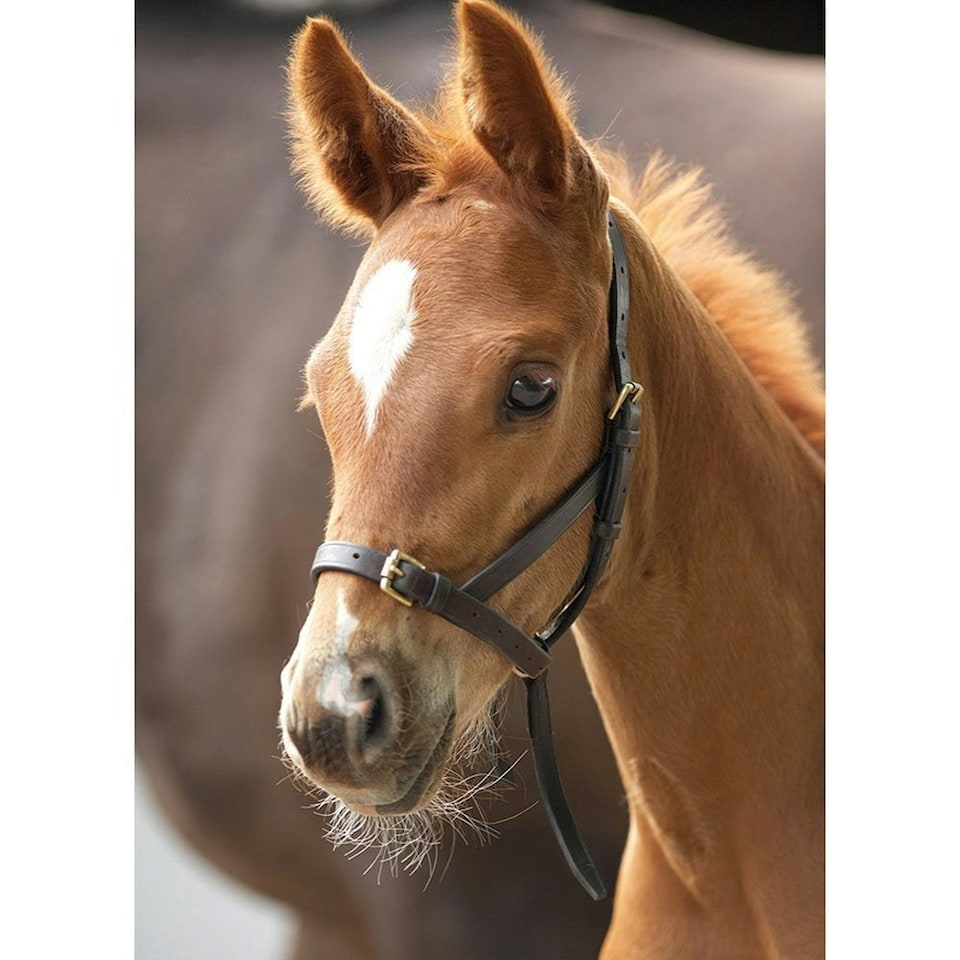 image 1 of Blenheim Leather Foal Slip Headpiece - Havana - Foal