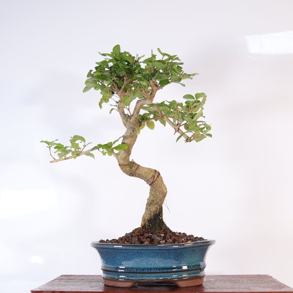 image 1 of Yorkshire Bonsai Chinese Privet (Ligustrum Sinense) Bonsai Tree Shaped In 18cm Pot Superb