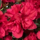 image 2 of Marshalls Garden Azalea 'Encore Autumn Fire' - Red semi-evergreen shrub 1.2m | Red | Red | 9cm Plants