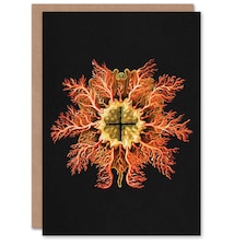 Ernst Haeckel Art Card Tunicate Marine Animal on Black