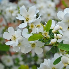 Exochorda The Bride 9cm Potted Plant x 1