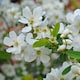 image 1 of Exochorda The Bride 9cm Potted Plant x 1
