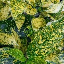 Marshalls Garden Aucuba Japonica 'Golden Girl' - 3 x 9cm plants | Green | Gold and green-variegated | 3 x 9cm Plants