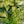 Gold and green-variegated