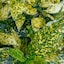 Gold and green-variegated - Selected