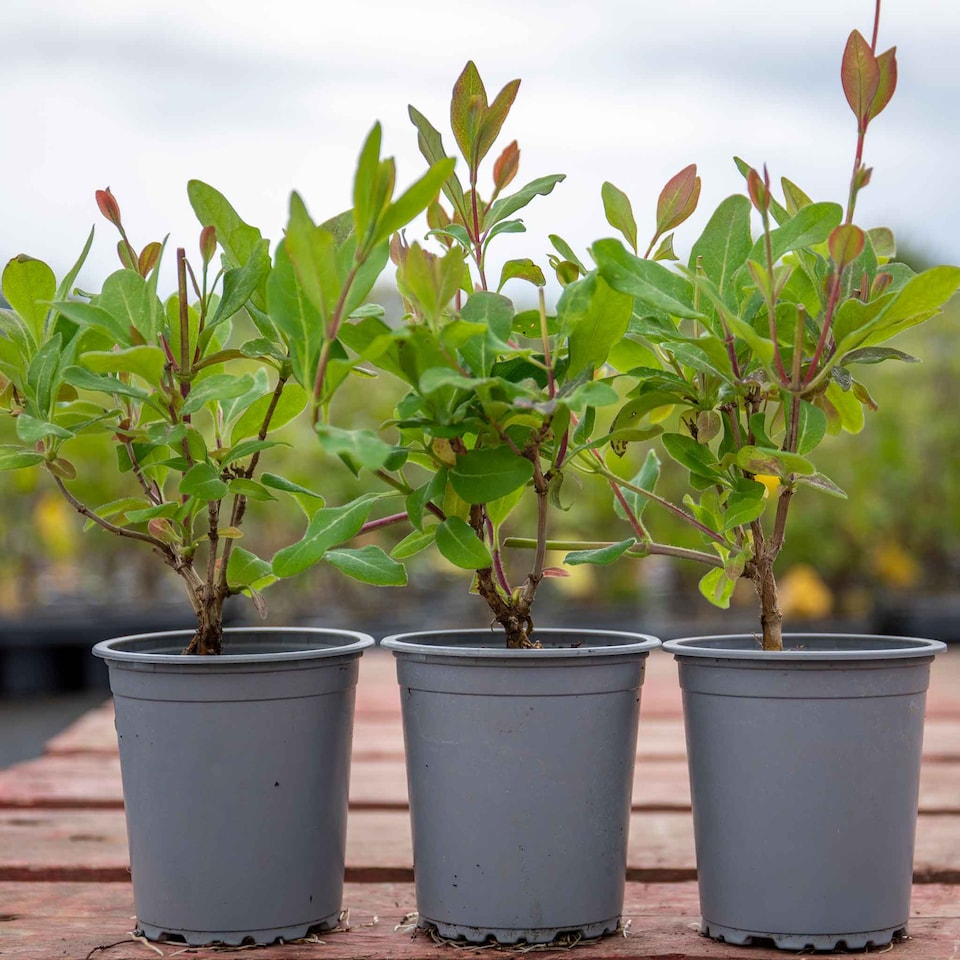 image 1 of Honeysuckle 'Graham Thomas'