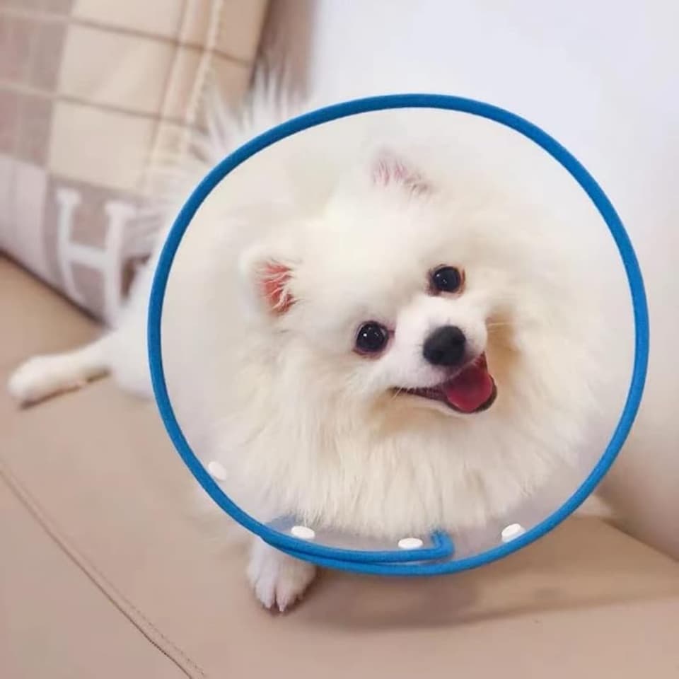 Pet Cone, Cat Cone Dog Cone Adjustable Collar, Cat Recovery Cone ...