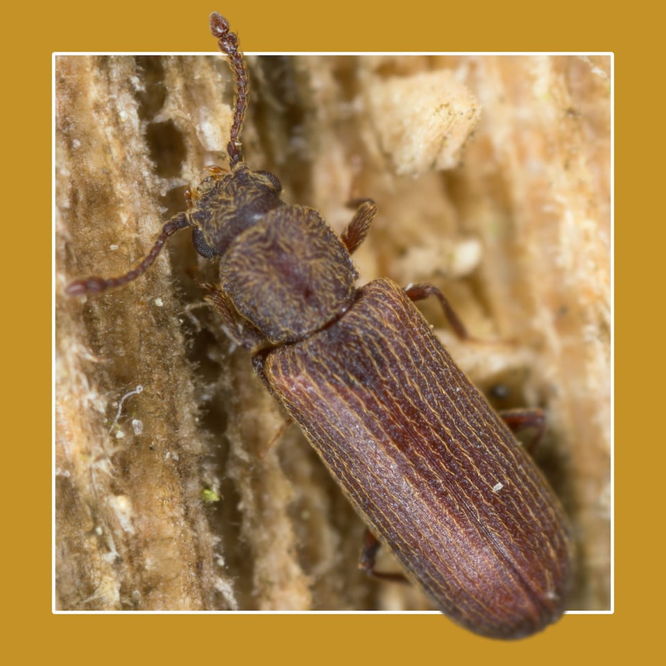 image 1 of Soluguard Woodworm Treatment - Ready For Use High Strength Woodworm Killer (5 Litre, Clear)