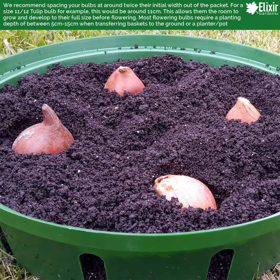 image 1 of Elixir Gardens Bulb Baskets 26cm Daffodil Tulip Crocus Snowdrop Allium Easy Planter (Quantity x 14)