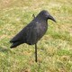image 2 of KCT Crow Decoy Full Bodied Realistic Hunting Prop and Bird Scarer