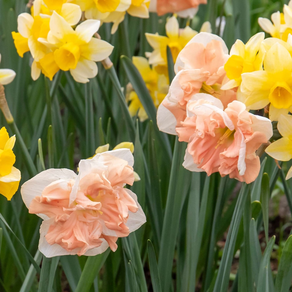 image 1 of Marshalls Garden Daffodil Bulbs Apricot Whirl - 10 Bulbs