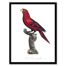 The Violet Necked Lory Parrot Levaillant Framed Wall Art Print 12X16"