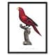 image 1 of The Violet Necked Lory Parrot Levaillant Framed Wall Art Print 12X16"
