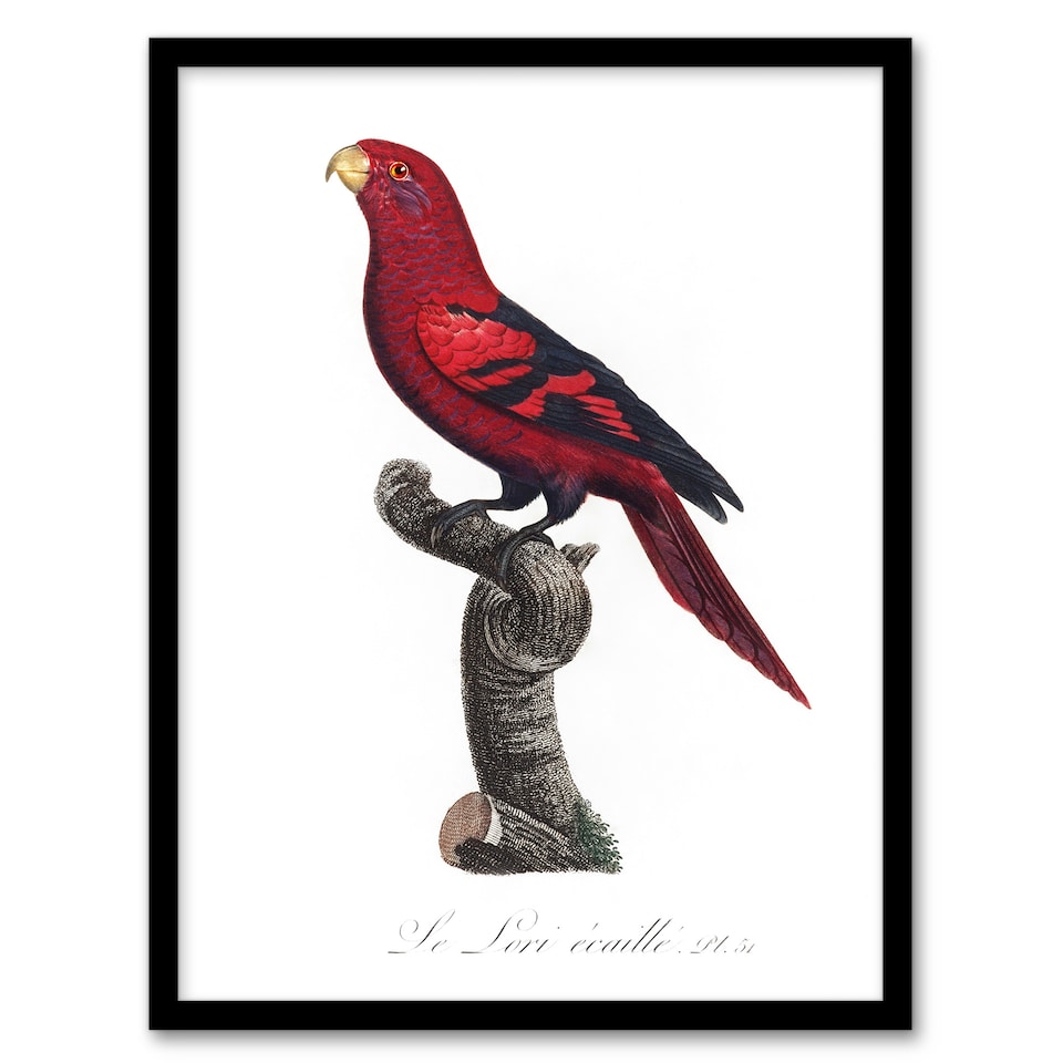 image 1 of The Violet Necked Lory Parrot Levaillant Framed Wall Art Print 12X16"