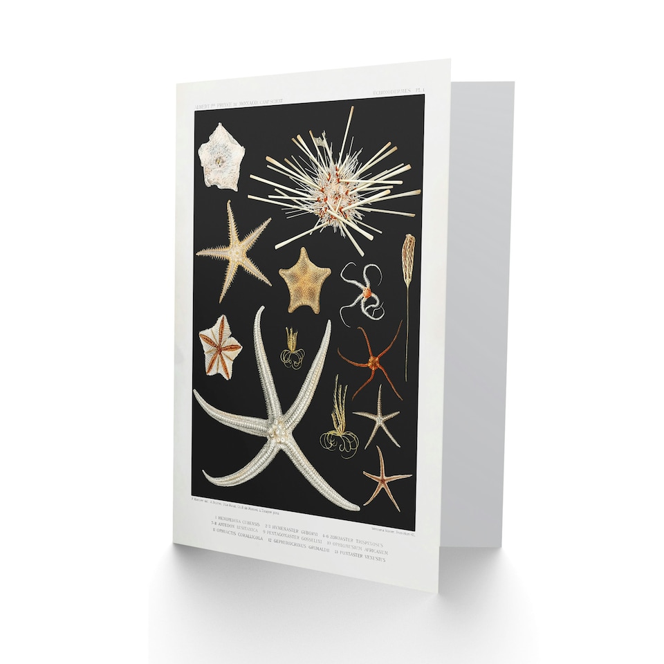 image 1 of Vintage Marine Life Art Card Varieties of Deep Sea Starfish