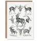 image 1 of Ernst Haeckel Art Card Art Forms of Nature Antilope