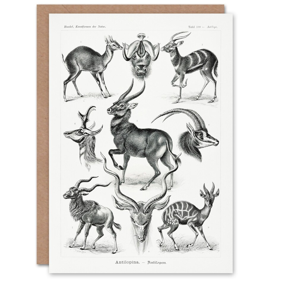 image 1 of Ernst Haeckel Art Card Art Forms of Nature Antilope