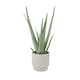 image 3 of Aloe Vera Plant  12cm Pot | Medicinal & Easy Care Indoor Houseplant