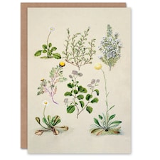 Sarah Featon Art Card Native New Zealand Wildflowers Illustration