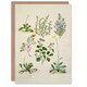 image 1 of Sarah Featon Art Card Native New Zealand Wildflowers Illustration