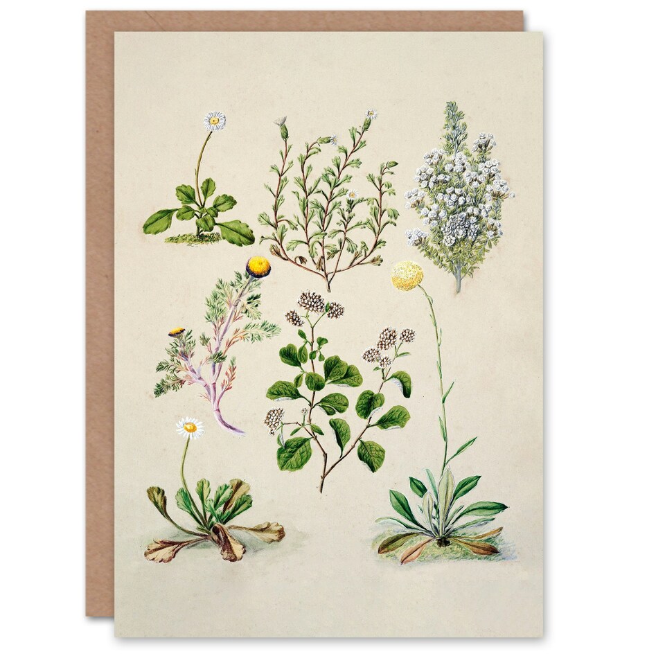 image 1 of Sarah Featon Art Card Native New Zealand Wildflowers Illustration
