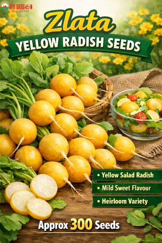 Zlata Yellow Radish - Tesco Groceries