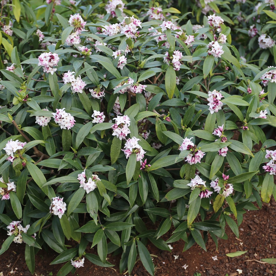 image 1 of YouGarden - Daphne 'Perfume Princess' in a 13cm Pot - Fragrant Spring Flowering Evergreen Shrub, Hardy, Easy to Grow