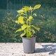 image 3 of Marshalls Garden Hydrangea 'Annabelle' (Hydrangea arborescens) 9cm