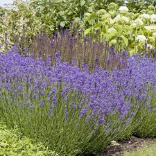 Lavender Lavandula angustifolia Hidcote 3 Jumbo Plug Plants 35mm