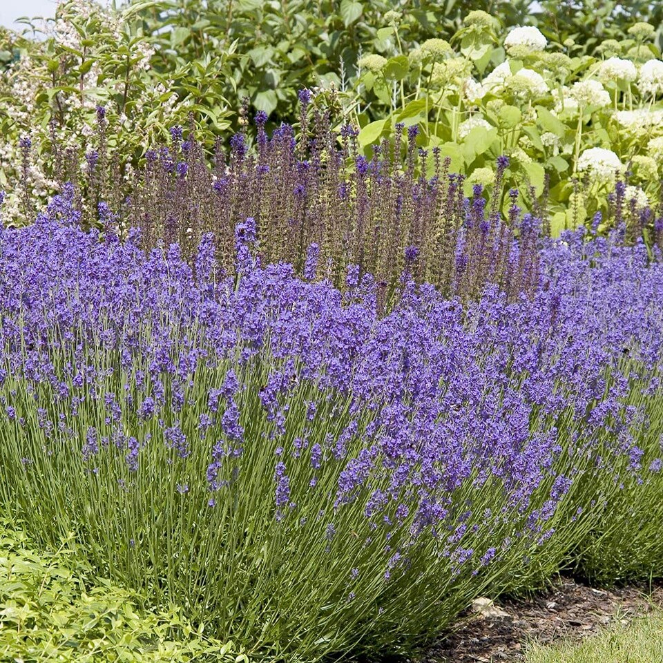 Lavender Lavandula angustifolia Hidcote 3 Jumbo Plug Plants 35mm