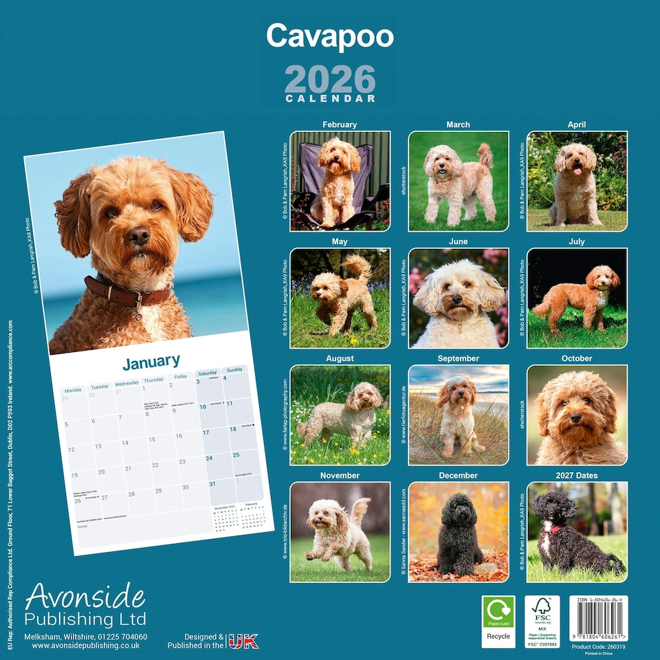 image 1 of Cavapoo 2026 Calendar | Square Wall Calendar | Dog Breed Gift | Plastic Free Packaging | by Avonside Publishing