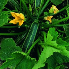 Marrow Bush Baby Compact Vegetable - High Yield Fast Maturing Summer Crop Easy Grow 1x Seed Packet
