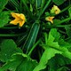 image 1 of Marrow Bush Baby Compact Vegetable - High Yield Fast Maturing Summer Crop Easy Grow 1x Seed Packet