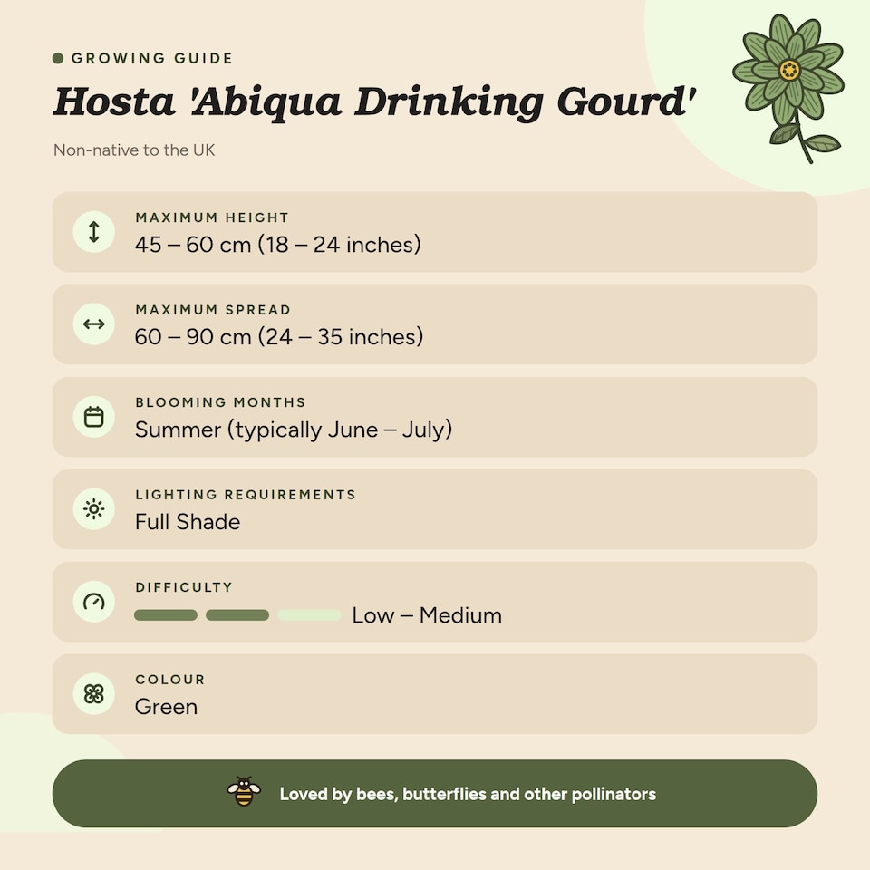 image 1 of Hosta abiqua 'Drinking Gourd' - Marginal Aquatic Pond Plant