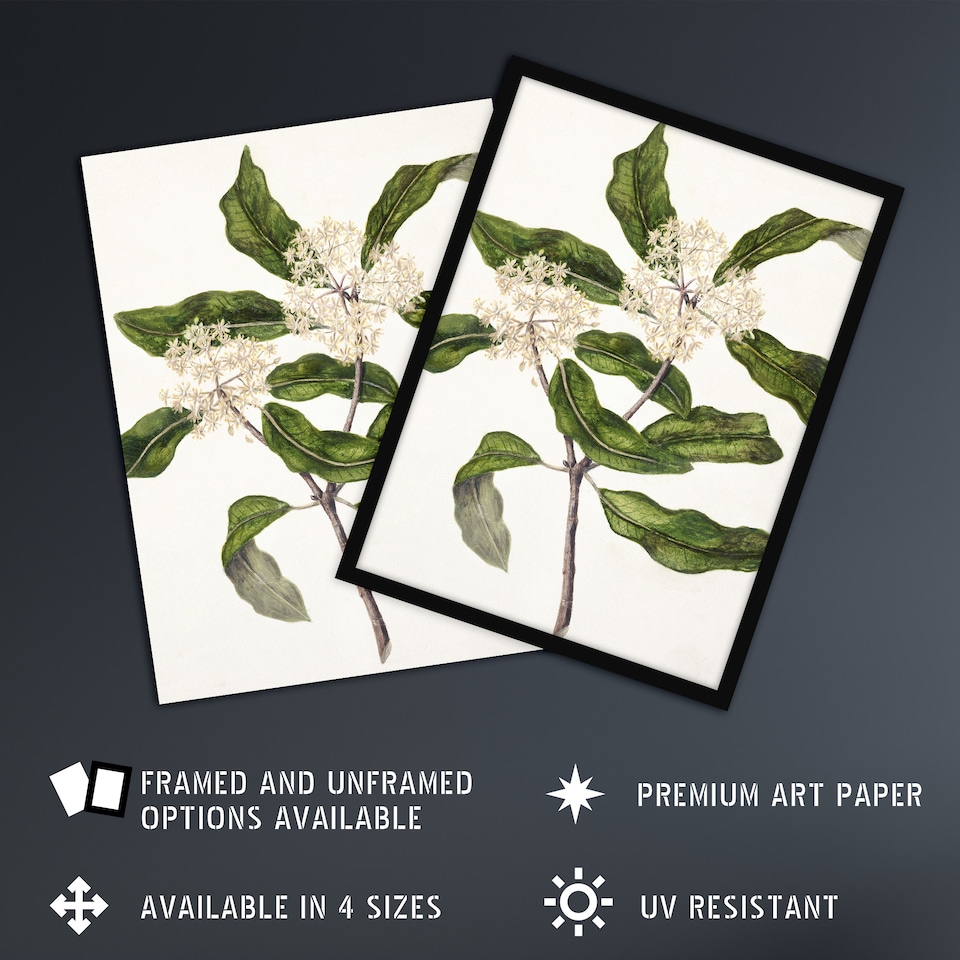 image 1 of New Zealand Tarata Lemonwood Plant Featon Huge Wall Art Print 18X24 In