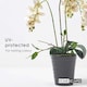 image 5 of Homescapes White Orchid 56 cm Phalaenopsis in Ceramic Pot