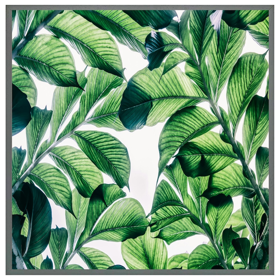 image 1 of Tropical palm (Picutre Frame) Grey | S