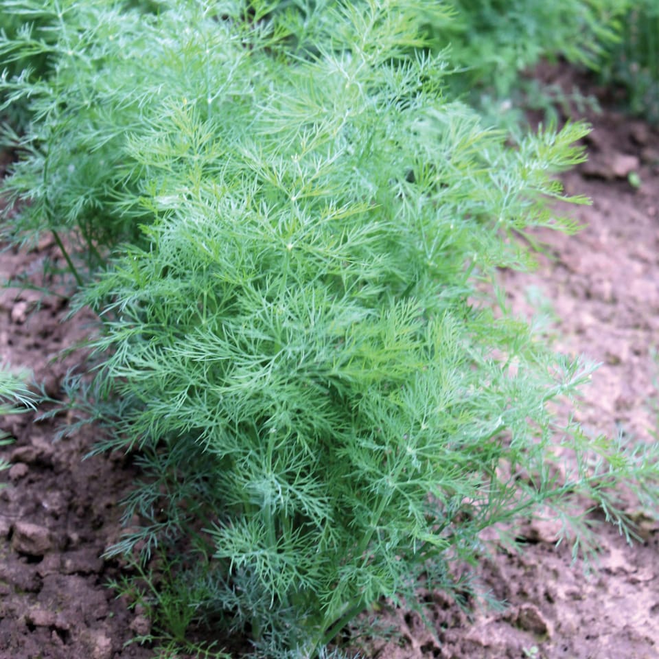 image 1 of Marshalls Garden Dill Plants - 3 x 9cm