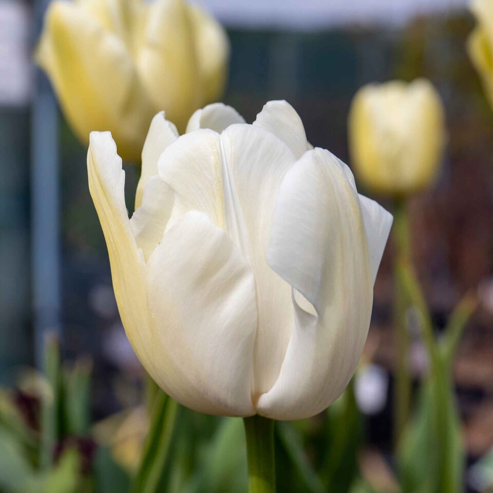 image 1 of Marshalls Garden Tulip Bulbs 'Clearwater' 10 Pack