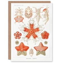 Ernst Haeckel Art Card Asteridea Starfish Species