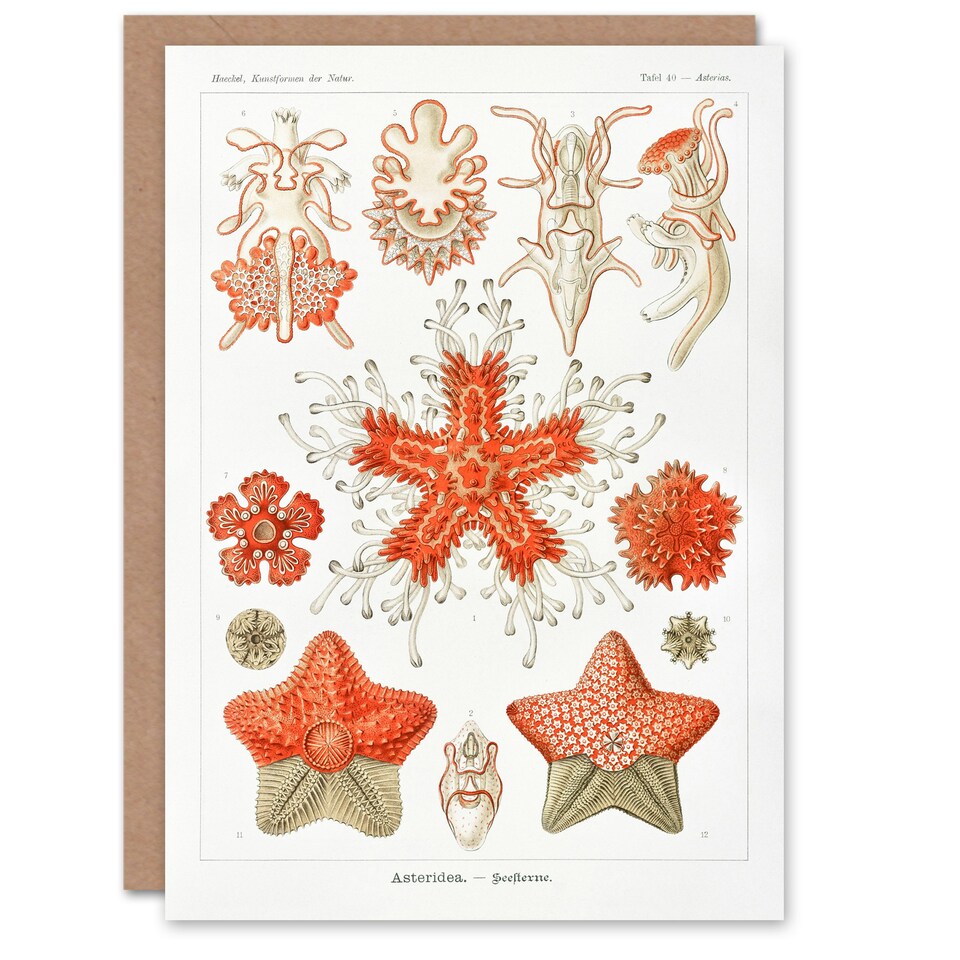 image 1 of Ernst Haeckel Art Card Asteridea Starfish Species