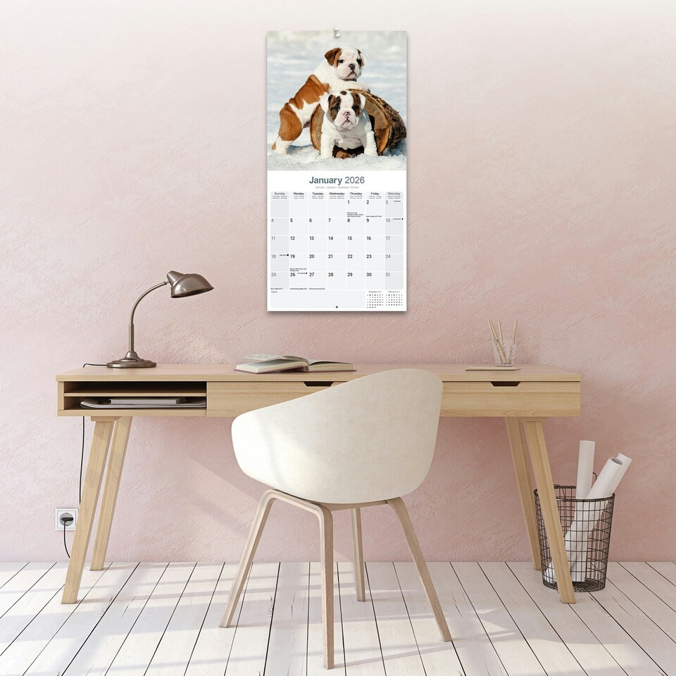 image 1 of Bulldog 2026 Calendar | Square Wall Calendar | Dog Breed Gift | Plastic Free Packaging | by Avonside Publishing