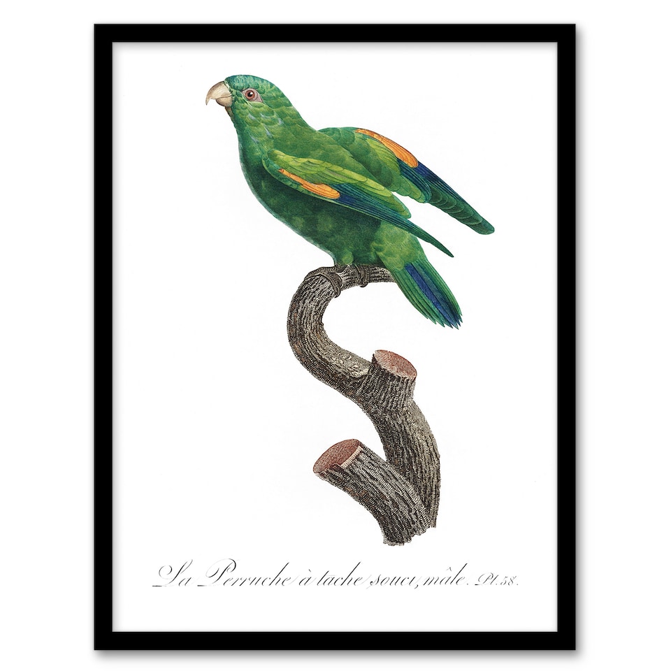 image 1 of The Marigold Lorikeet Parrot Levaillant Framed Wall Art Print 12X16"