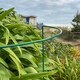 image 8 of Garden Plant Support Connecting Interlocking Metal Hoops (45cm x 60cm) - Pack of 2