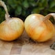 image 2 of Senshyu Semi-Globe Yellow Onion Seeds - Early Maturing Japanese Straw-Coloured Bulbs Excellent Flavour Reliable Crop