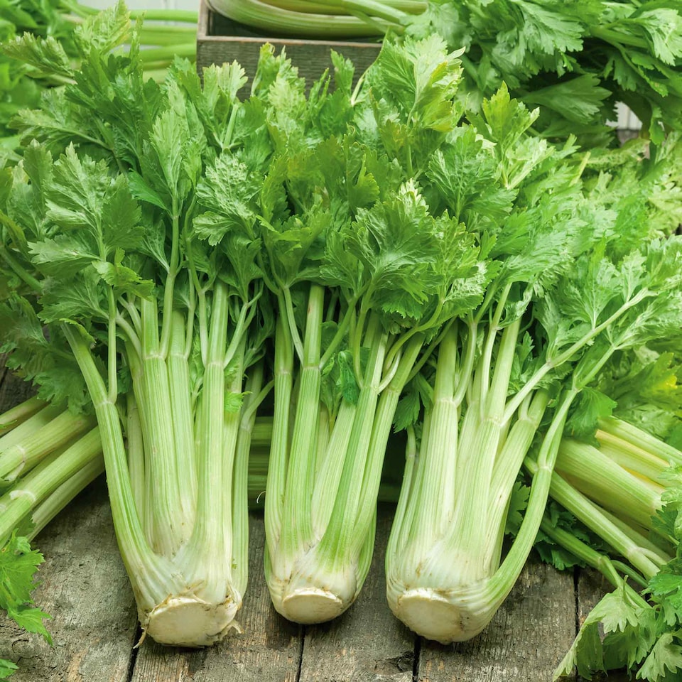 image 1 of Marshalls Garden Celery Seeds Loretta F1 200 seeds