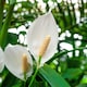 image 4 of Carbeth Plants Spathiphyllum Peace Lily Plant in 9cm Pot - Easy Care Houseplant - Ideal for Home or Office | White | 1