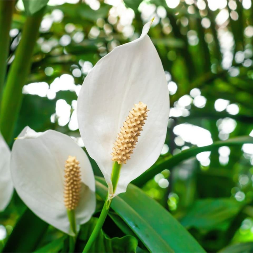 image 1 of Carbeth Plants Spathiphyllum Peace Lily Plant in 9cm Pot - Easy Care Houseplant - Ideal for Home or Office | White | 1